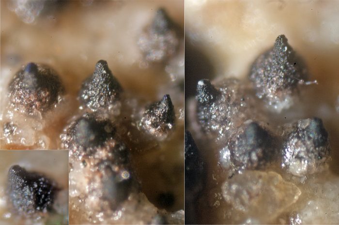 macrostoma