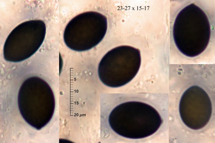 macrostoma