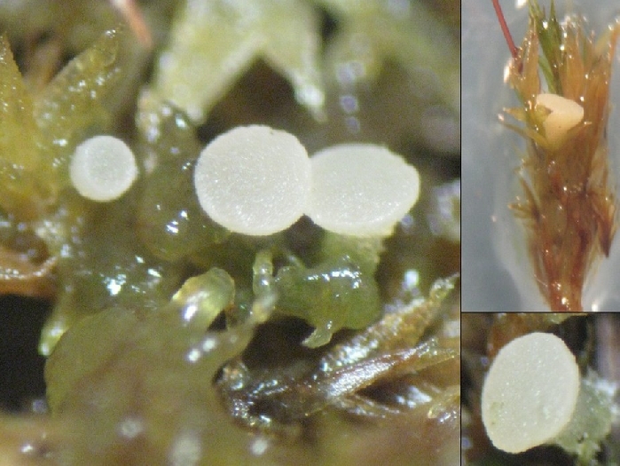 macrostoma