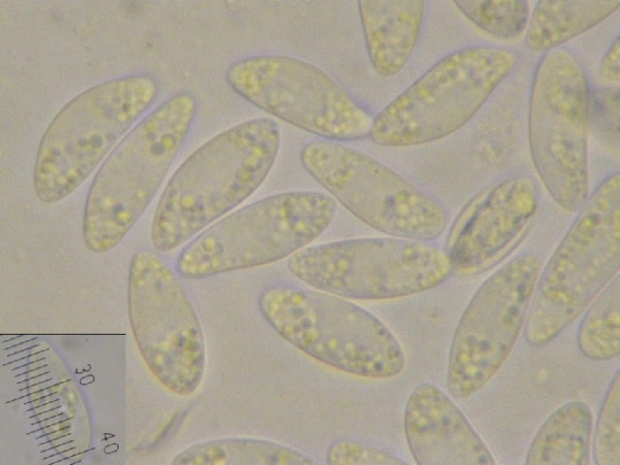 macrostoma