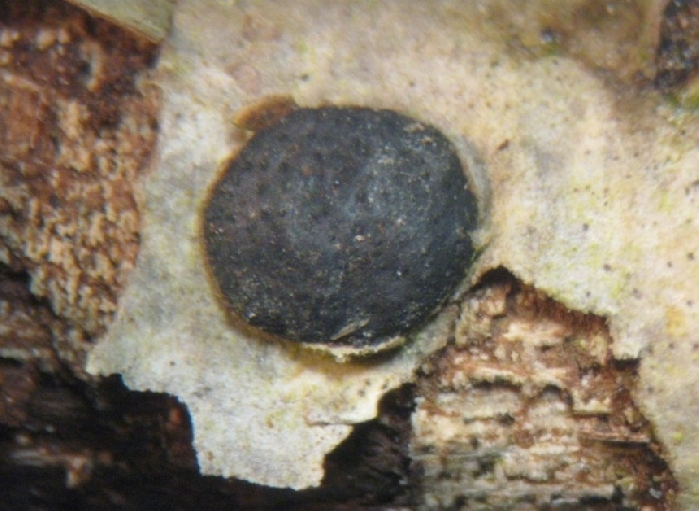 macrostoma
