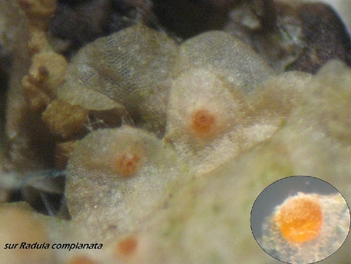 macrostoma