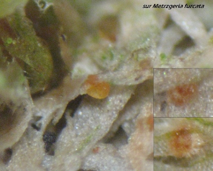 macrostoma
