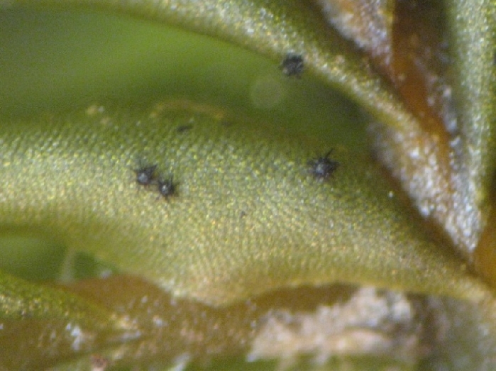 macrostoma