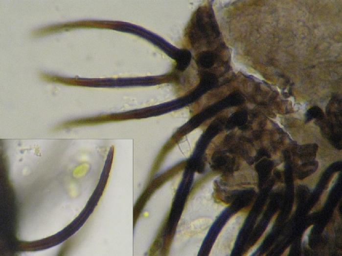 macrostoma