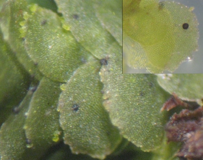 macrostoma