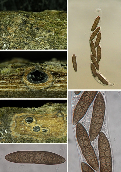 macrostoma