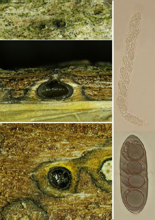 macrostoma