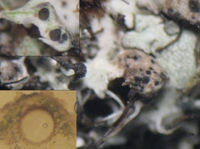 macrostoma