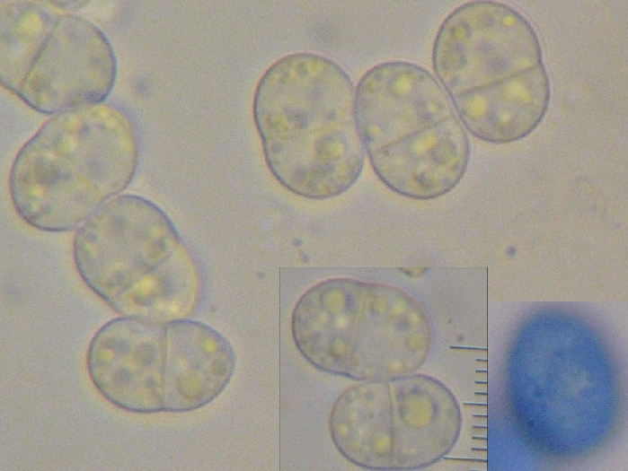 macrostoma