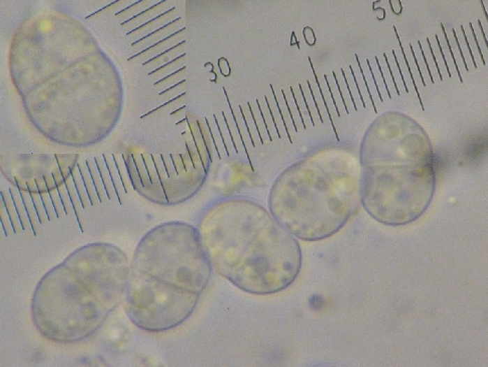 macrostoma