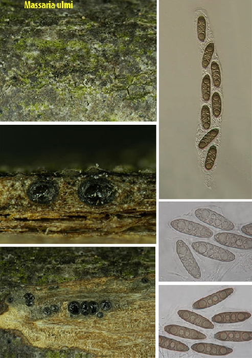 macrostoma
