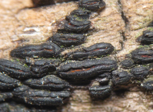 macrostoma