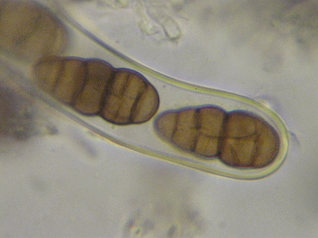 macrostoma
