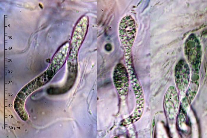 macrostoma