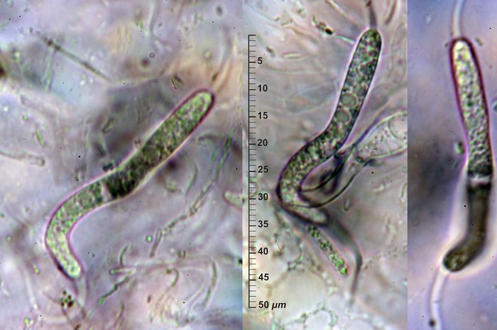 macrostoma