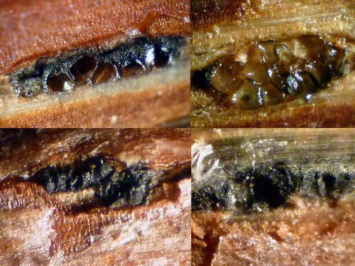 macrostoma