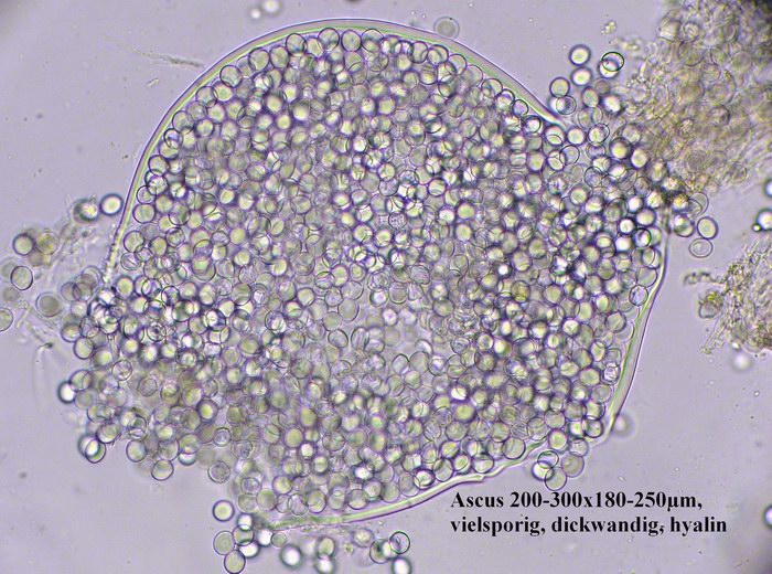 macrostoma