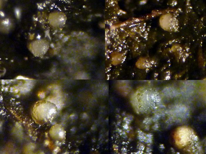 macrostoma