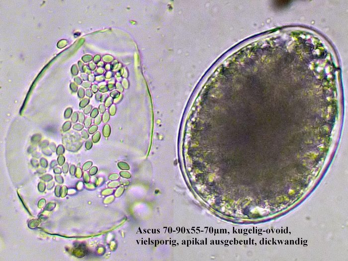 macrostoma