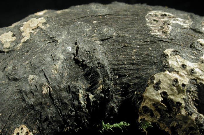 macrostoma