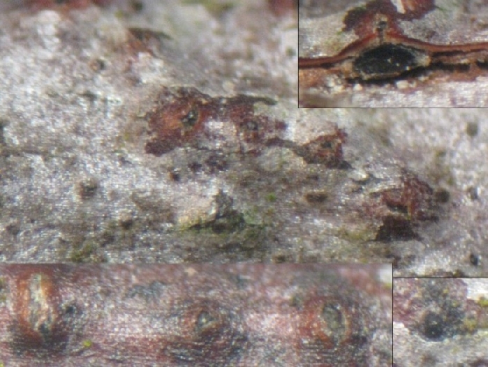 macrostoma