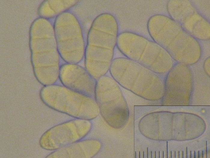 macrostoma