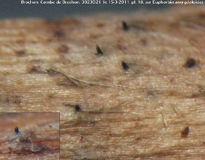 macrostoma