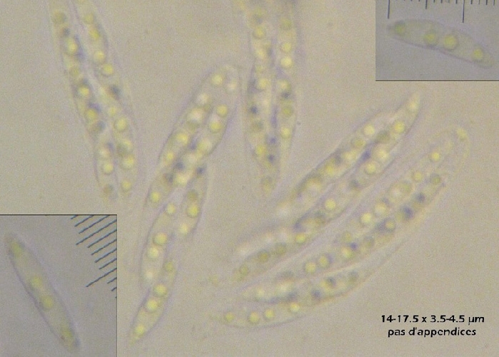 macrostoma