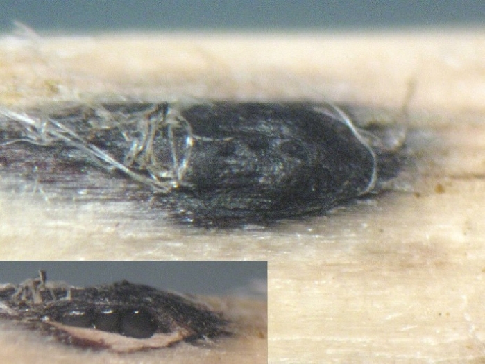 macrostoma