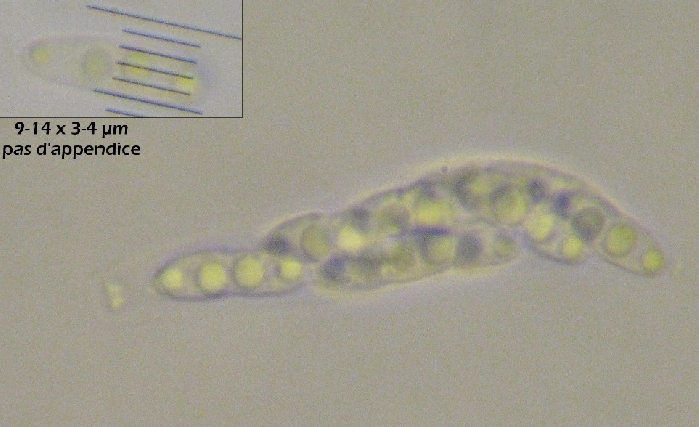 macrostoma