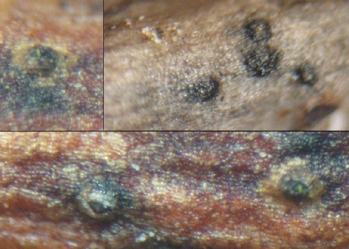 macrostoma