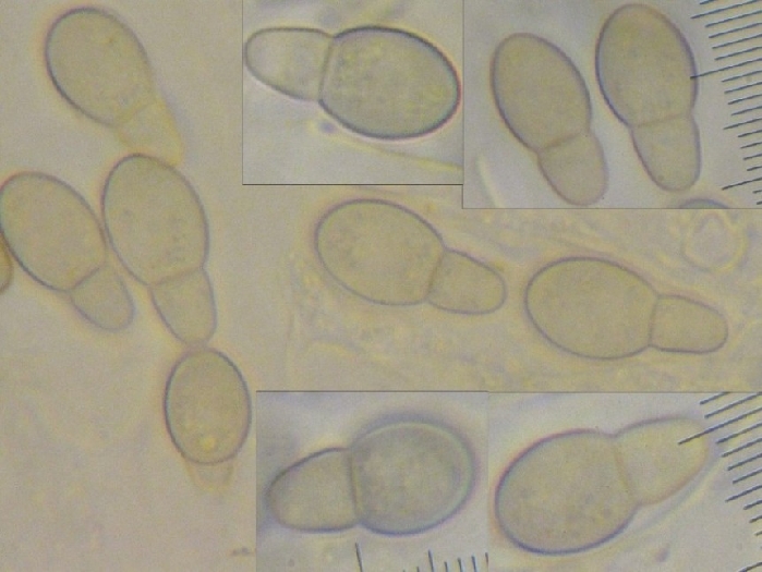 macrostoma