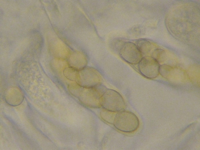 macrostoma
