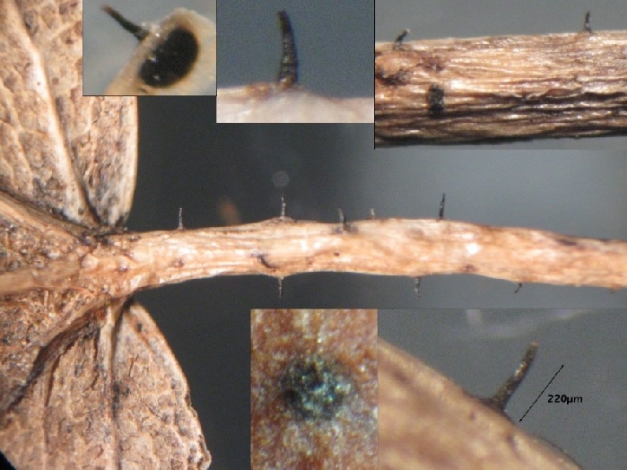 macrostoma