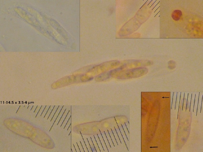 macrostoma
