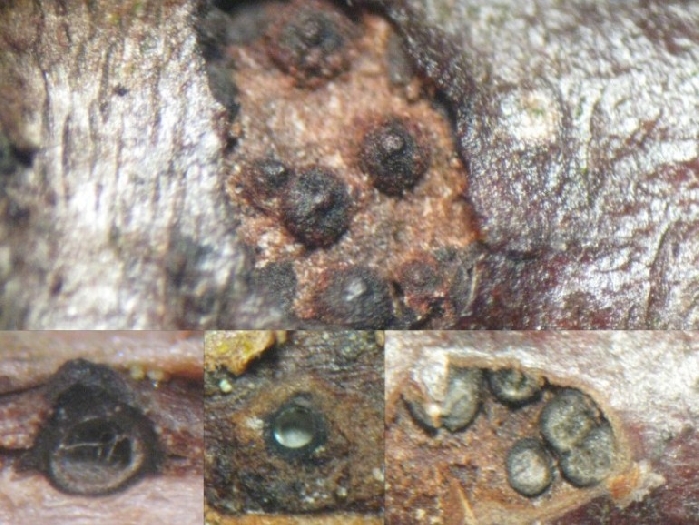 macrostoma