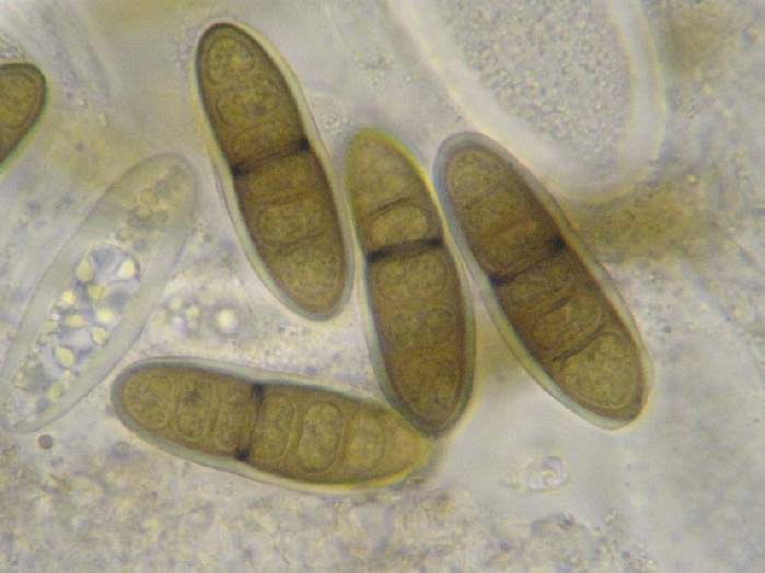 macrostoma