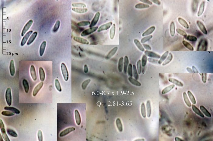 macrostoma