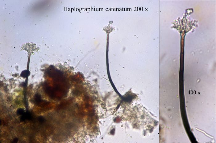 macrostoma