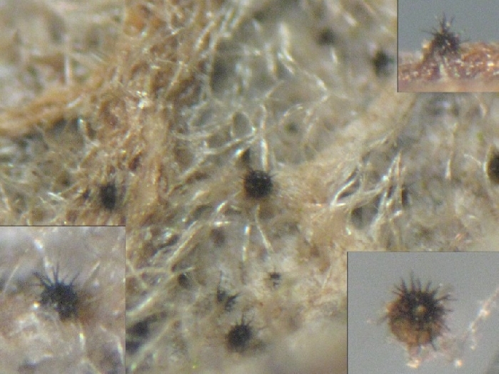 macrostoma
