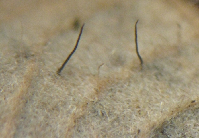 macrostoma