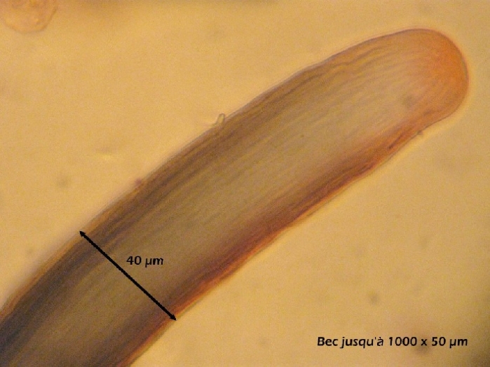 macrostoma
