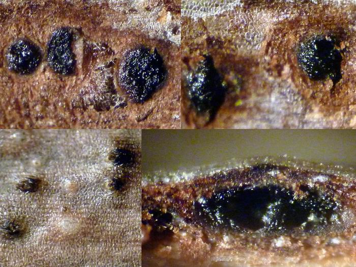 macrostoma