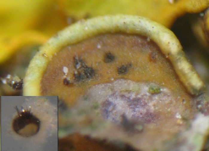 macrostoma