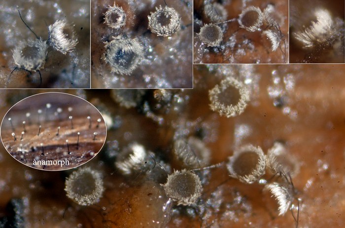 macrostoma