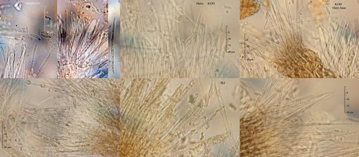 macrostoma