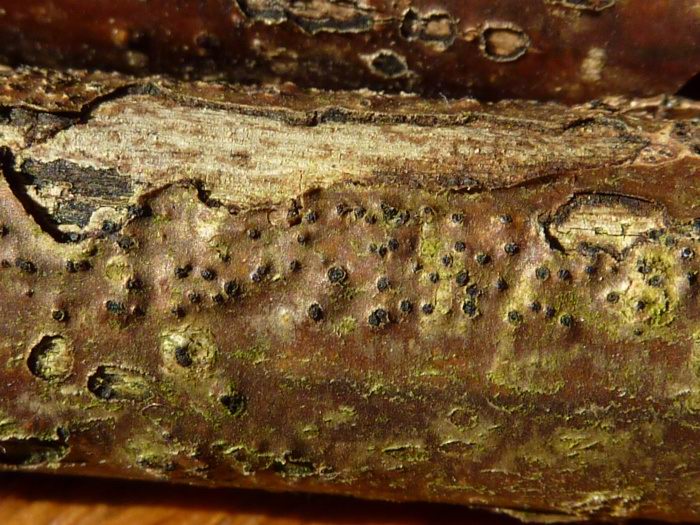 macrostoma