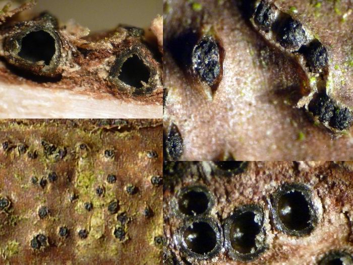 macrostoma