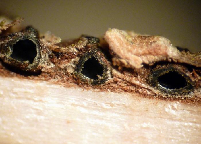 macrostoma